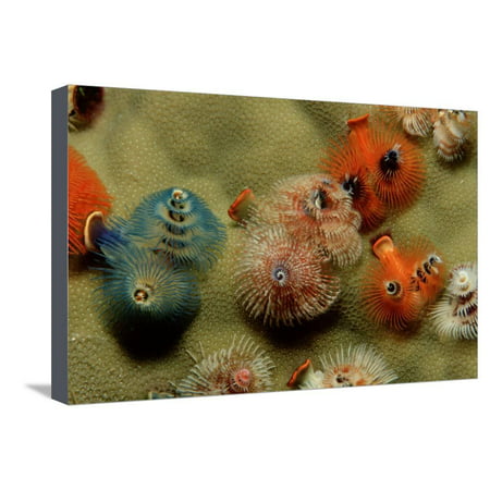 Color Variation in Christmas Tree Worms Growing on Coral (Spirobranchus Giganteus) Stretched Canvas Print Wall Art By Reinhard