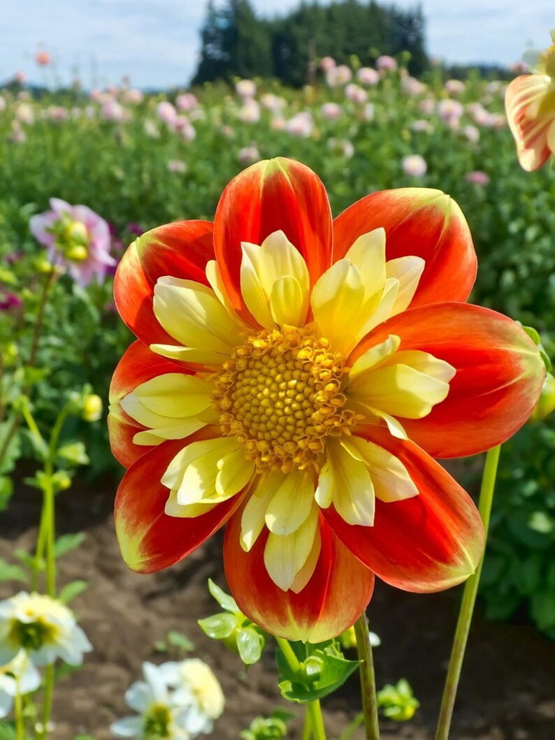 40 Seeds - Swan Island Dahlia Seeds - Pollinator Friendly,, Heirloom Flower Seeds Mix for Gardens