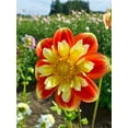 thumbnail image 2 of 40 Seeds - Swan Island Dahlia Seeds - Pollinator Friendly,, Heirloom Flower Seeds Mix for Gardens, 2 of 5