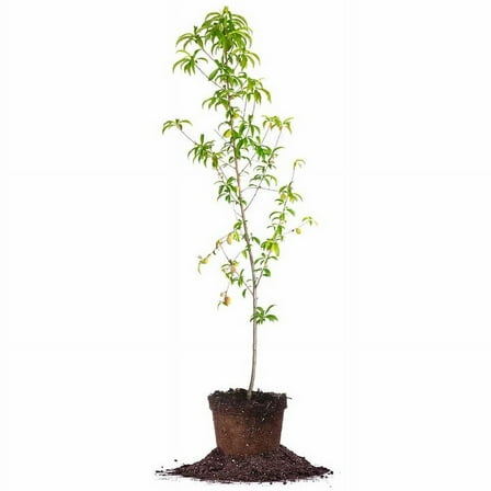 4-5 ft Belle Of Georgia Peach Tree - Sweet Fruit - Freestone Variety