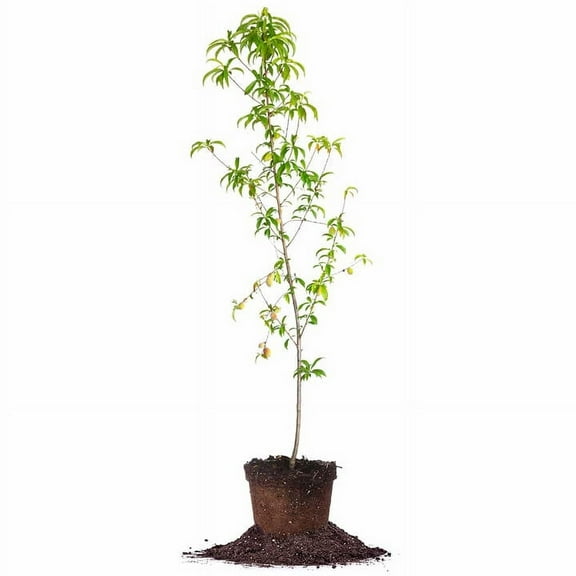 4-5 ft Belle Of Georgia Peach Tree - Sweet Fruit - Freestone Variety
