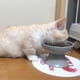 thumbnail image 3 of Ceramic Raised Cat Bowls Porcelain Stress Free Pet Feeder Dish for Cat Small Dog, 3 of 5