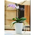 thumbnail image 4 of Blanco Ligero Flor Planta Maceta Decoración Mascota Autoabsorbente Ahorro de agua Moda esquí esquí Gafas de esquí, 4 of 4