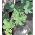 thumbnail image 5 of Classy Groundcovers, Creeping Raspberry, Creeping Bramble, Creeping Rubus, Crinkle-leaf Creeper, Trailing Raspberry (25 Pots, 3 1/2 inch square), 5 of 10