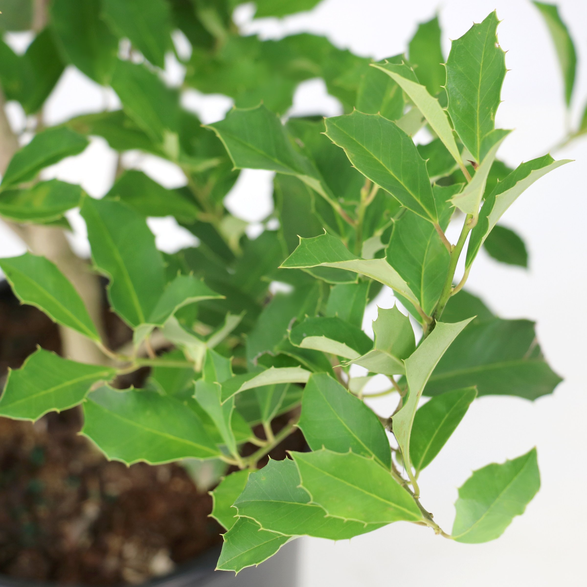 National Plant Network 3 gal.Ilex Savannah