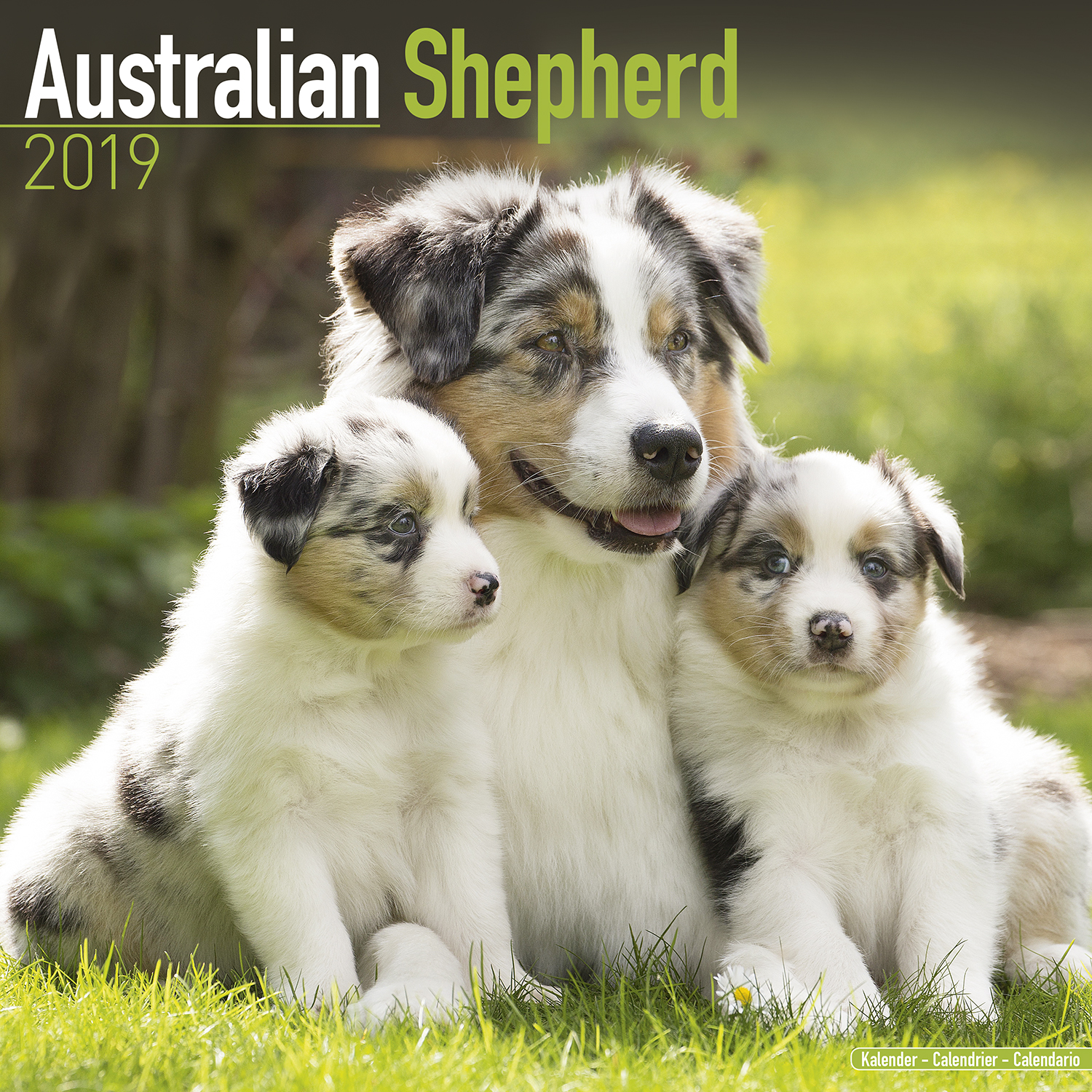 Australian Shepherd Calendar 2019 Australian Shepherd Dog Breed Calendar Australian Australian Shepherd Calendar 2019 Australian Shepherd Dog Breed Calendar Australian