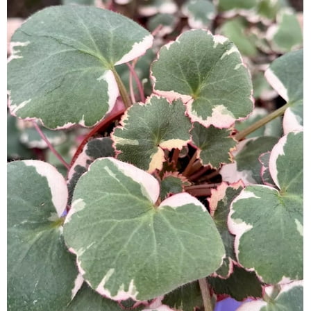Variegated Strawberry Begonia Live Plant in 4" Pot - Saxifraga Stolonifera Tricolor - Variegated Succulent - Houseplant