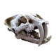 thumbnail image 2 of Adorno de resina perfecl cráneo de dinosaurio para decoración de pecera 18x9x12cm, 2 of 8