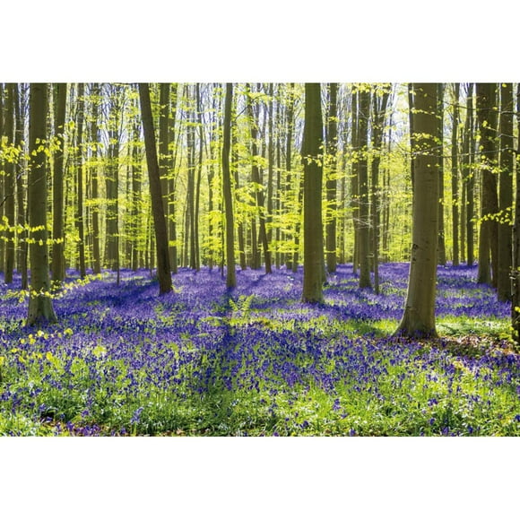 DORCEV 10x8ft Spring Forest Natural Landscape Backdrop Sunlight Blueblls Flowers Green Tree Forest Photography Backdrop Springtime Outdoor Camping Wedding Holiday Trip Adults Kids Photo Studio Props