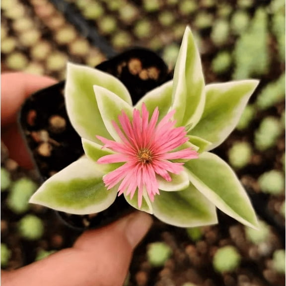Aptenia Cordifolia Variegata Succulent Live Plant 2 Inch for Indoor Outdoor Home Office Garden Decor