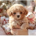 thumbnail image 3 of 2025 New Robot Dog for Adults, AI Robotic Dog, Nicoo - My Realistic Robot Puppy That Acts Like a Real Puppy - Walking, Barking, Tail Wagging, 3 of 5