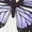 Purple, variant on Womens Pajamas Sets Butterfly Print Cropped Camisole Top and Ruffle Shorts Pajama Sets for Women 2 Piece