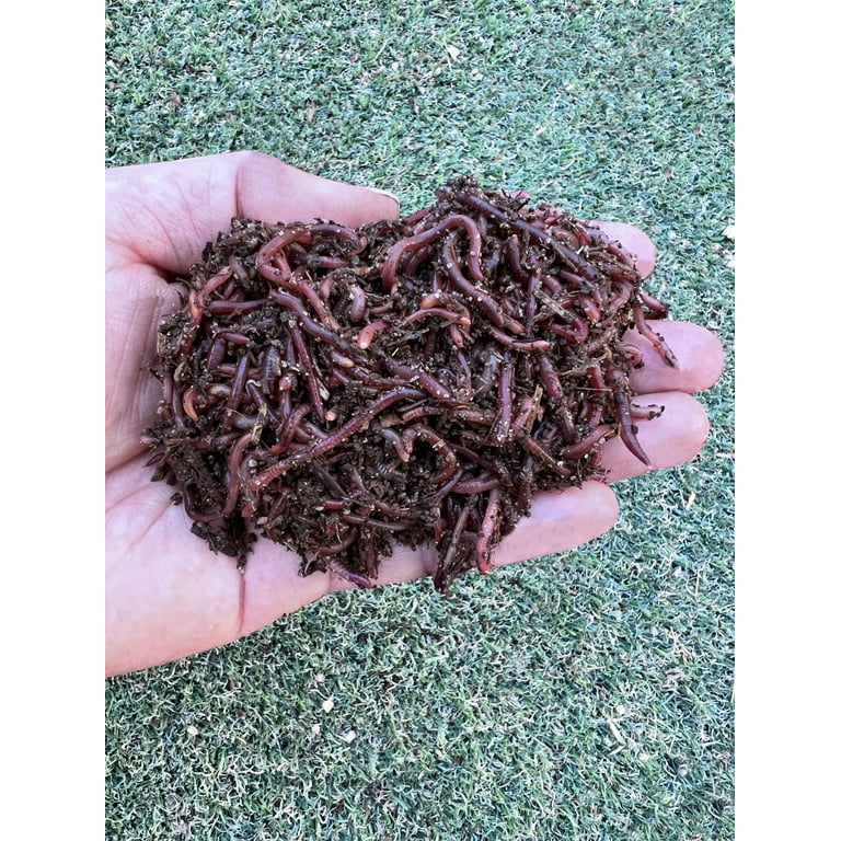 100 Count Live Red Wiggler Earthworms Vermicomposting Garden Red