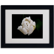 Trademark Fine Art "White Parrot Tulip" by Kurt Shaffer, Black Frame