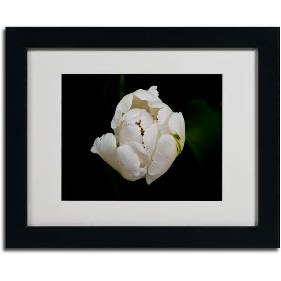 Trademark Fine Art "White Parrot Tulip" by Kurt Shaffer, Black Frame