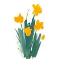 thumbnail image 3 of Green, Jacob 12x14 Black Modern Framed Museum Art Print Titled - Daffodil Bunch II, 3 of 5