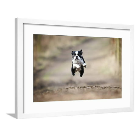 Beautiful Fun Young Boston Terrier Dog Trick Puppy Flying Jump and Running Crazy Framed Print Wall Art By Best dog (Best Food For Boston Terrier Puppy)