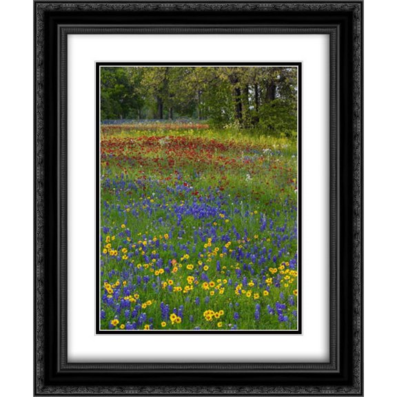 Sand Bluebonnet , Drummonds Phlox and Tickseed, Texas 2x Matted 20x24 Black Ornate Framed Art Print by Fitzharris, Tim
