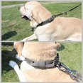 thumbnail image 5 of Tactical Dog Training Bungee Leash Military Dog Leash Quick Release Elastic Leads Rope with 2 Control Handle,4ft for Medium Large Dogs, 5 of 9