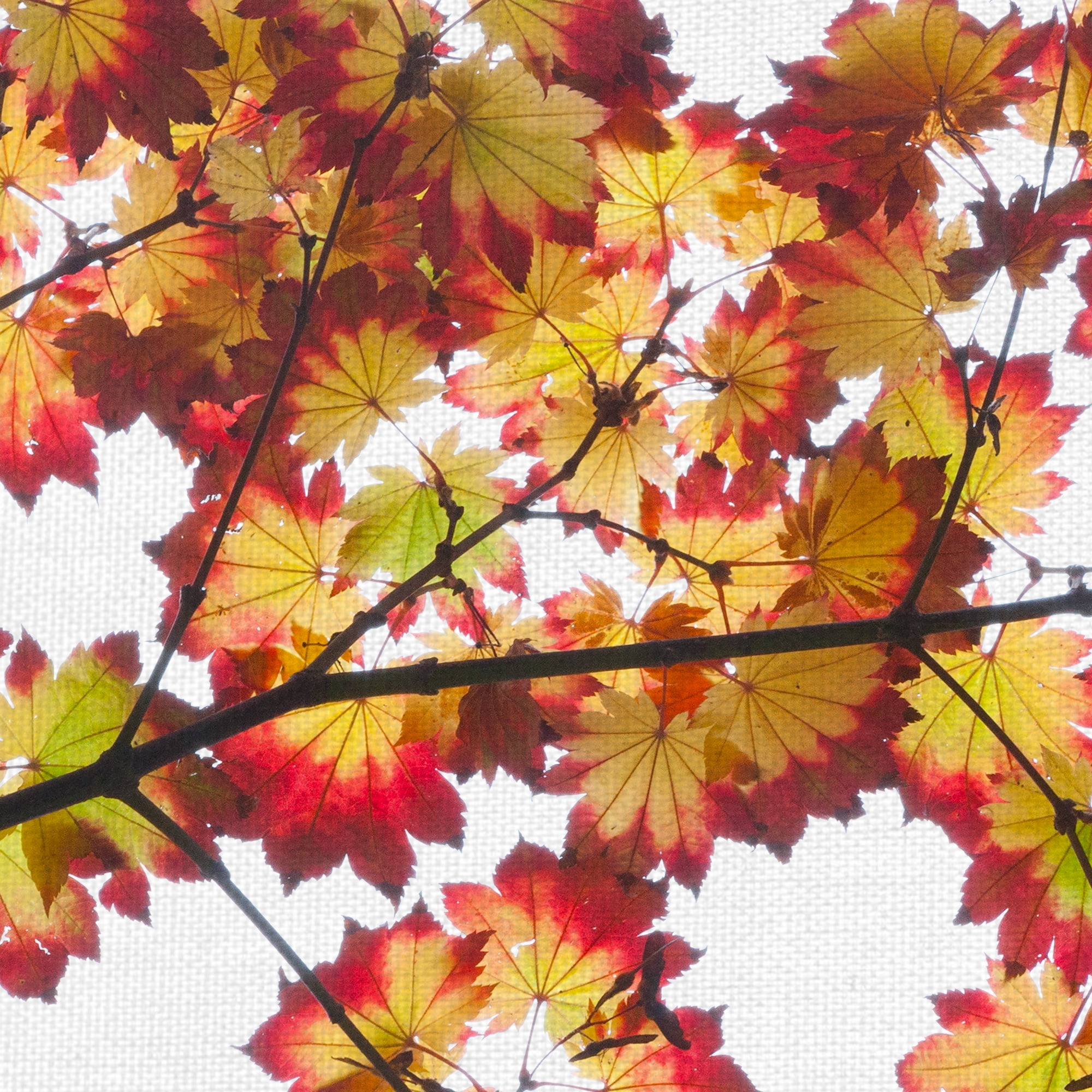 Masterpiece Art Gallery Leaf Silhouettes IV Autumn Tree Branch By Robin Constable Hanson Canvas Art Print 17" x 34"