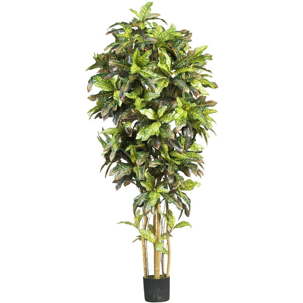 6 Croton Silk Tree Walmart Com Walmart Com