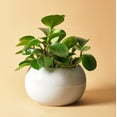 thumbnail image 2 of Peperomia Thailand | Baby Rubber Plant, 2 of 9