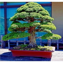 30 Japanese Red Cedar Bonsai Tree Seeds for Planting - Cryptomeria Japonica