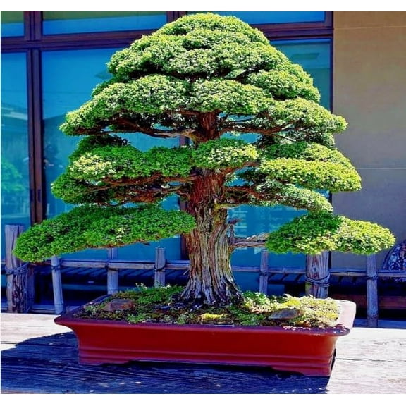30 Japanese Red Cedar Bonsai Tree Seeds for Planting - Cryptomeria Japonica