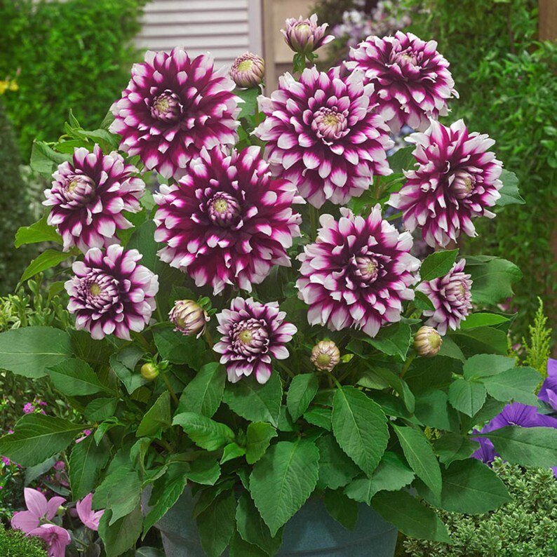 40 Dahlia Seeds Pack - Heirloom, Pollinator Friendly,, Mix for Garden Blooms