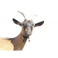 thumbnail image 2 of Goat Wall Decal by Wallmonkeys Peel and Stick Graphic (48 in W x 36 in H) WM89222, 2 of 4