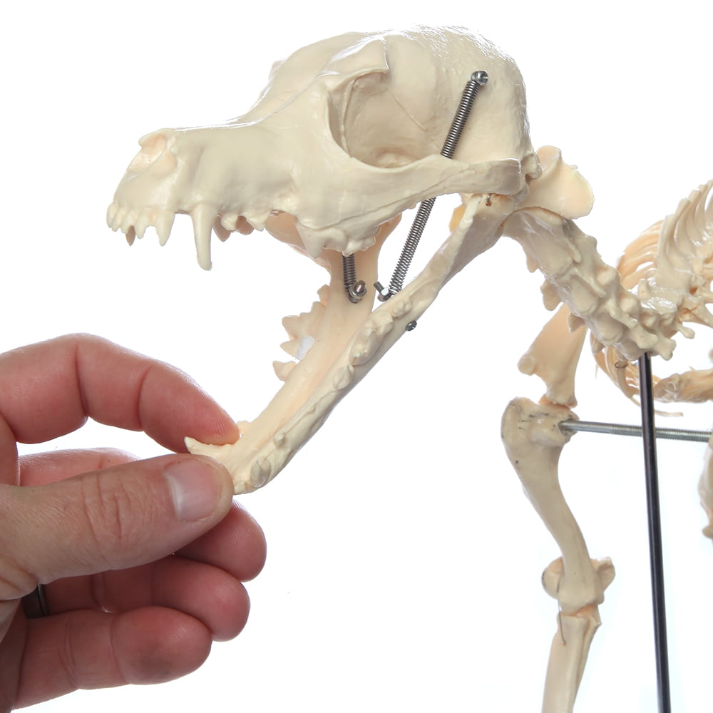 Anatomy Lab Canine Skeleton Model Fixed Articulation on Base 