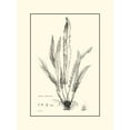thumbnail image 2 of Curtis 25x32 White Modern Wood Framed Museum Art Print Titled - BW Fern IV, 2 of 4