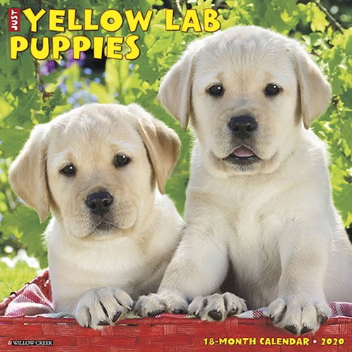 Willow Creek Press 2020 Just Yellow Lab Puppies Wall Calendar - Walmart