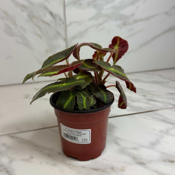Begonia Listada, 4" Plant, The Plant Farm