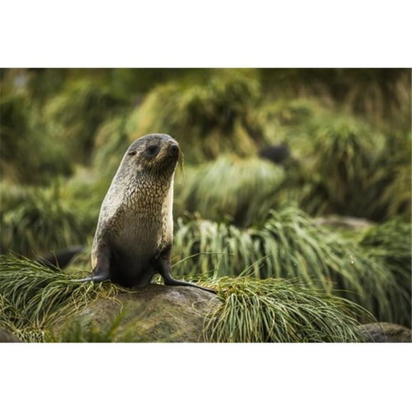 Posterazzi DPI12303571 Antarctic Fur Seal Arctocephalus Gazella in Rocky Tussock Grass - Antarctica Poster Print by Nick Dale, 18 x 12