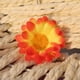thumbnail image 1 of 4 cm de dos capas de pequeño crisantemo girasol simulación de girasol flor crisantemo cabeza de flor, 1 of 6