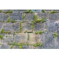thumbnail image 2 of Wilson, Emily 32x23 White Modern Wood Framed Museum Art Print Titled - France-Dordogne-Hautefort Plants growing in a stone wall in the town of Hautefort, 2 of 4