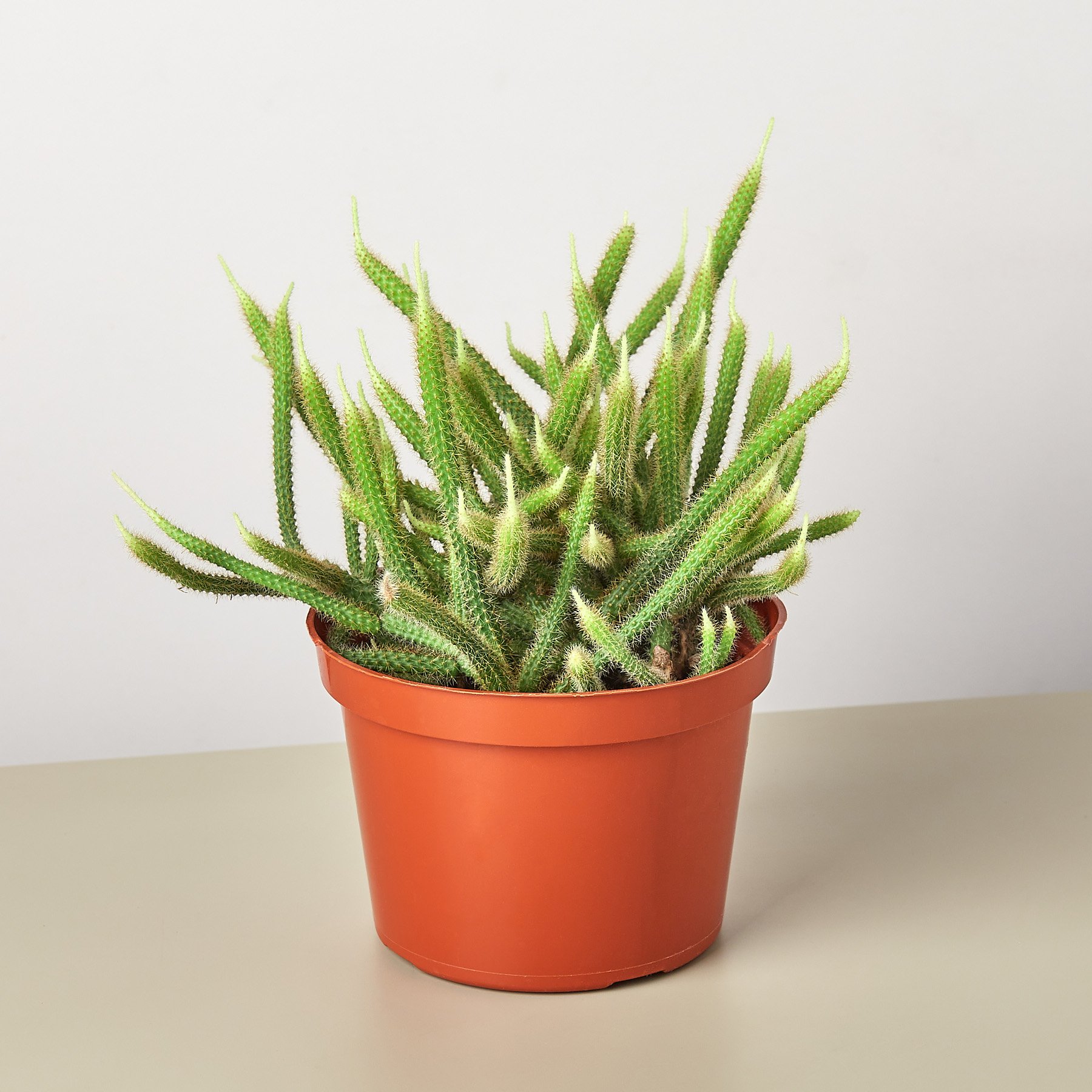 Rats Tail Cactus 6" Pot