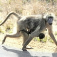 thumbnail image 2 of Dana Underdahl 4x24 White Modern Wood Framed Wall Art Titled - Safari Baboon and Baby I, 2 of 5
