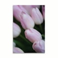 thumbnail image 2 of Gango Home Decor Soft Pink Tulips 2 by Erin Berzel (Printed on Paper); One 24x36in Fine Art Paper Giclee Print, 2 of 4