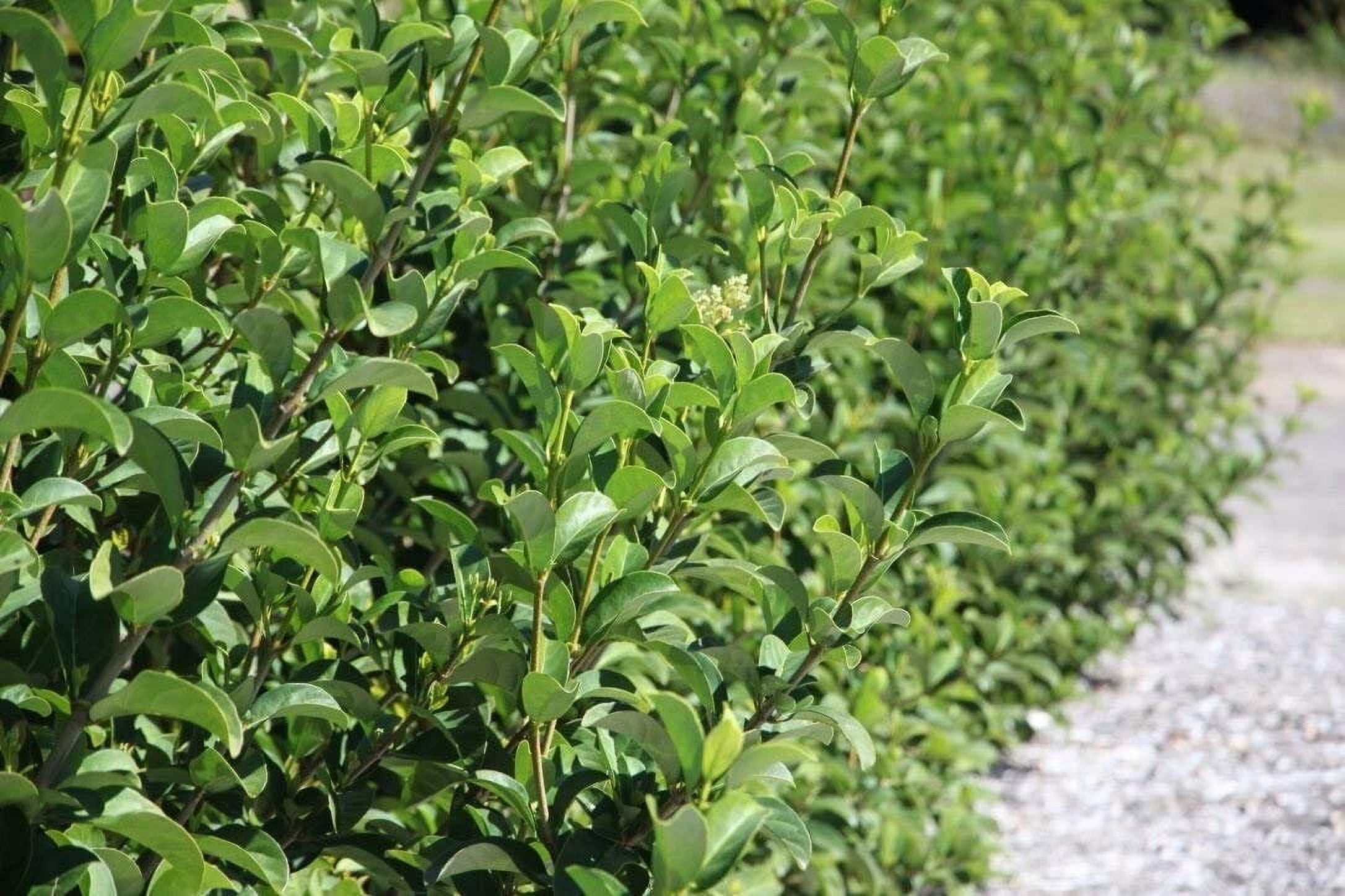 Sweet Viburnum  12 Large 4 Inch Pots  Viburnum Odorotissimum  Live Plants  Fast Growing Privacy Hedge, Shrub, Privacy Screen