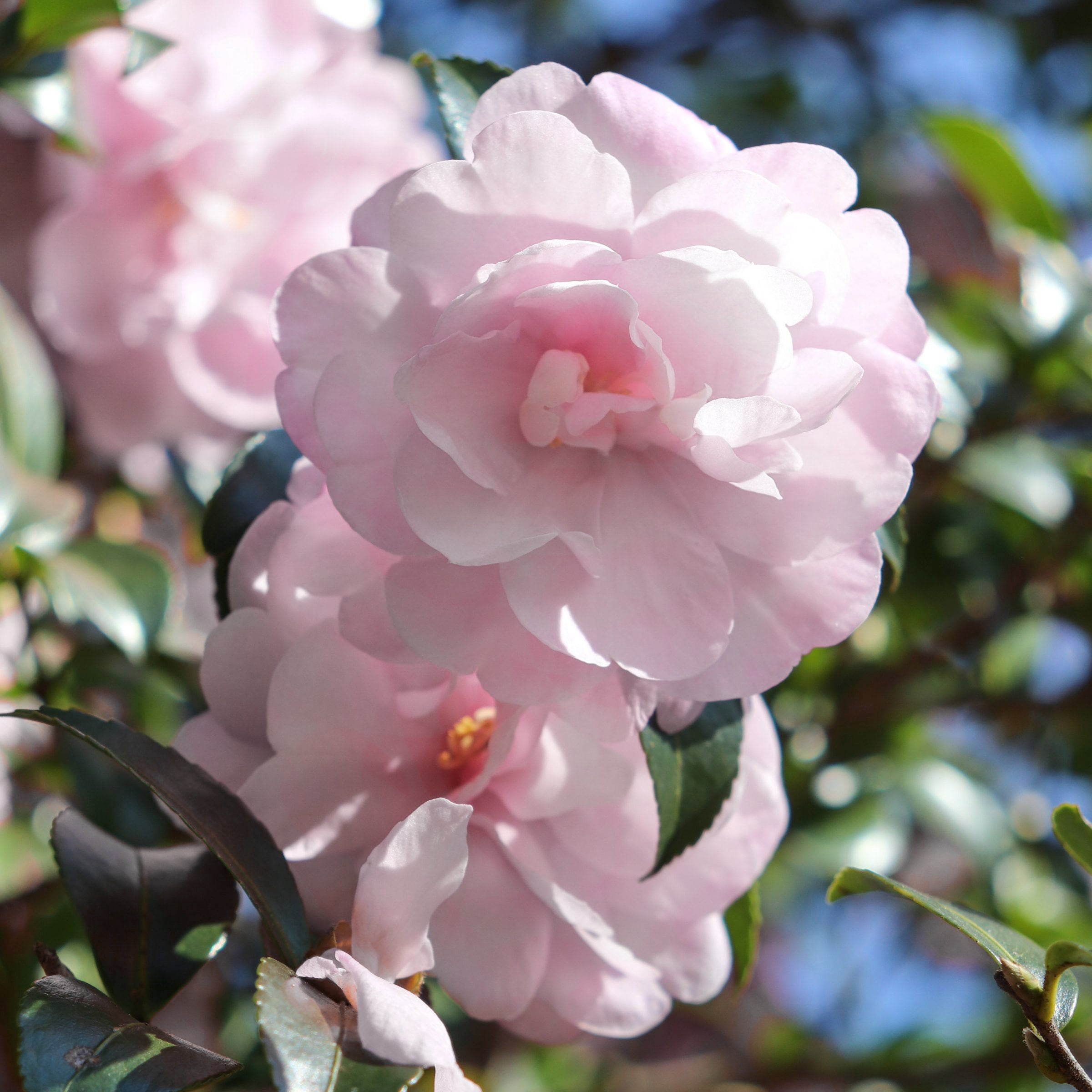 National Plant Network 1 gal. Camellia Japonica Jerry Donnan Shrub