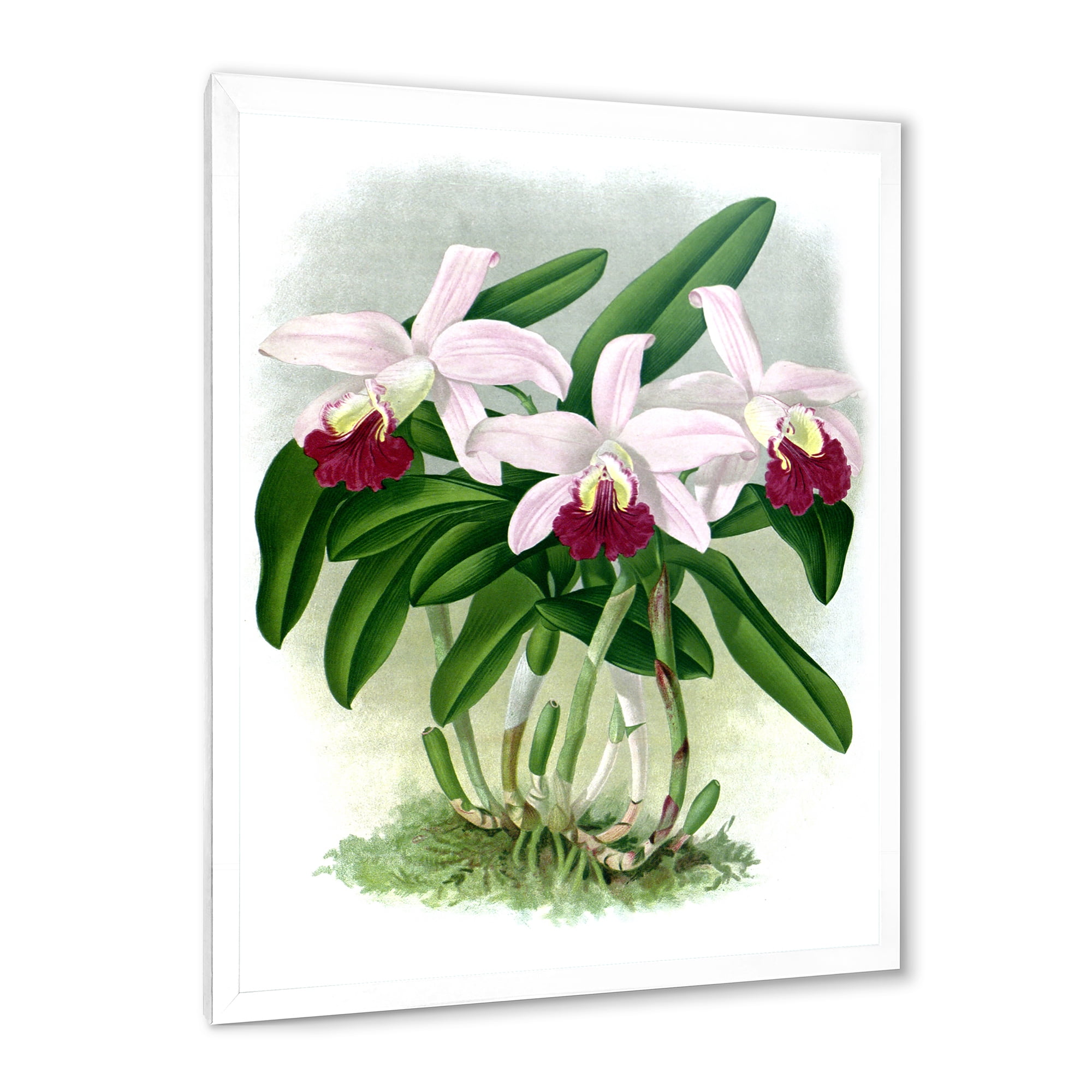 Designart 'White Vintage Orchid Flower I' Traditional Framed Art Print