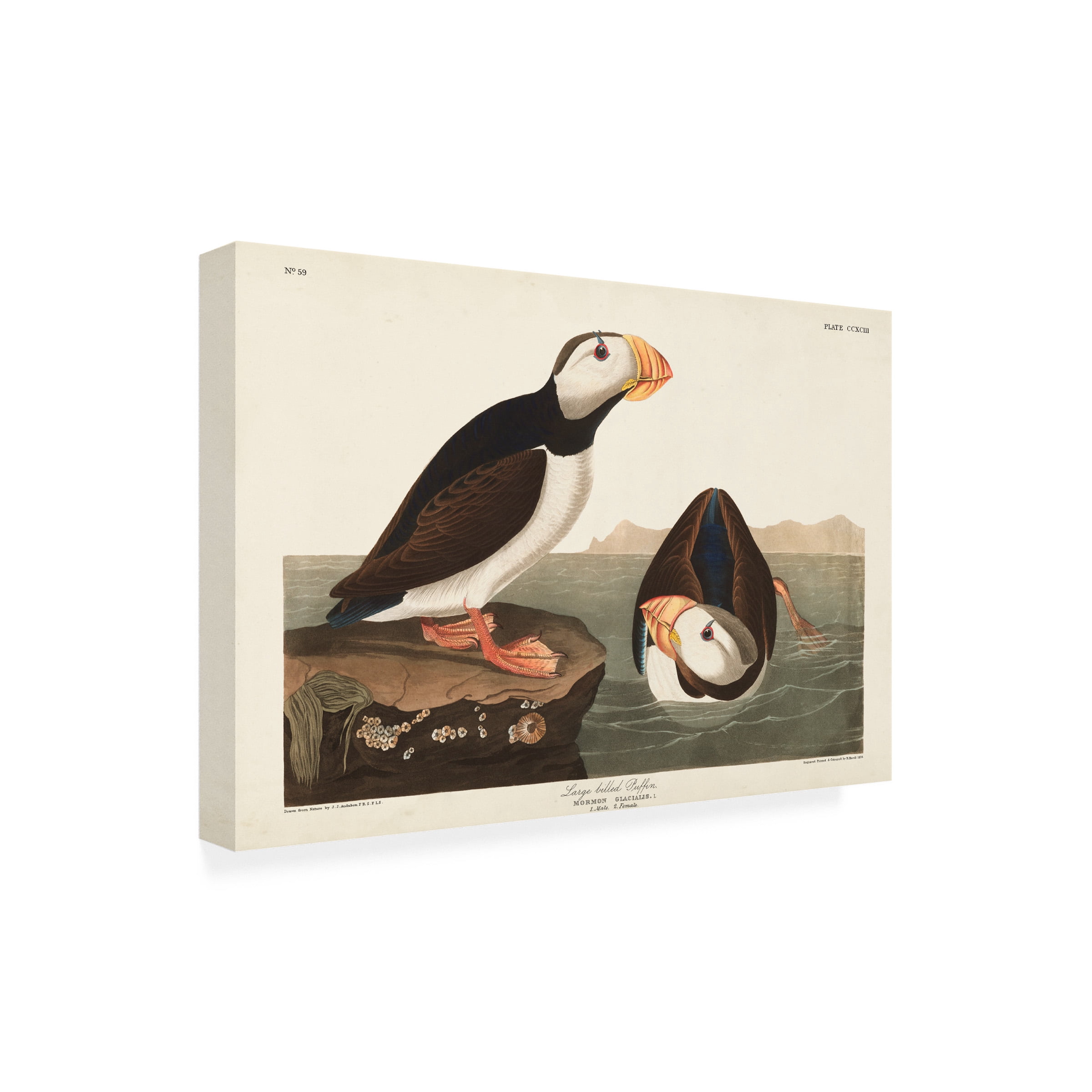 John James Audubon 'Large billed Puffin' Canvas Art