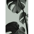 thumbnail image 2 of 1x Studio III 17x24 White Modern Wood Framed Museum Art Print Titled - Monstera Teal 03, 2 of 4
