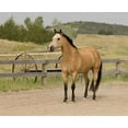 thumbnail image 2 of Walker, Carol 14x12 White Modern Wood Framed Museum Art Print Titled - The Ranch, 2 of 4