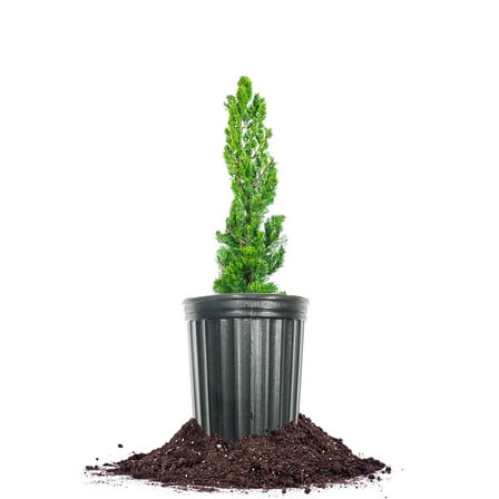 Torulosa Juniper Shrub