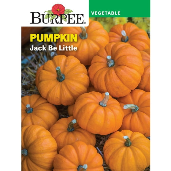 Burpee Jack Be Little Pumpkin Vegetable Seed, 1-Pack
