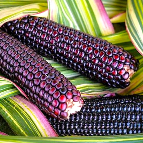 TomorrowSeeds - Pink Striped Husk Japonica Ornamental Corn Seeds - 20 Count - For 2026 Planting