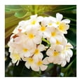 thumbnail image 3 of Hawaiian Plumeria Plant Cuttings Mixed Colors 10" Long Sun 4 Pack, 3 of 8